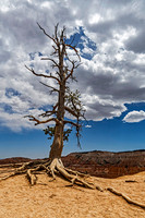 Zion, Bryce and Snow Canyon