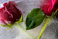 My Frozen Flower Lockdown Project